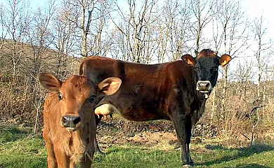 Finca El Becerril en Acebo (Cáceres) - Foto 10