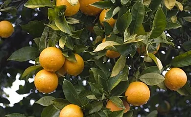 Finca El Becerril en Acebo (Cáceres) - Foto 18