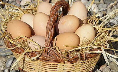 Can Cruset agroturisme en Torrelles de Foix (Barcelona) - Foto 13