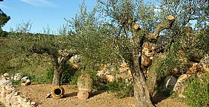 Can Cruset agroturisme 0018