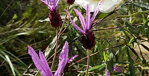La Posada el Corralón de Cabañeros 0019