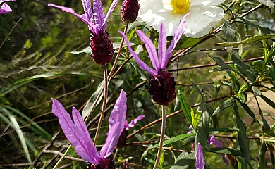 La Posada el Corralón de Cabañeros en Alcoba de los Montes (Ciudad Real) - Foto 19