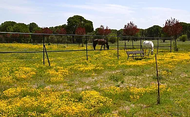 Posada Real del Pinar en Pozal de Gallinas (Valladolid) - Foto 3
