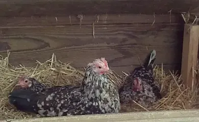 Can Barrera en Cornella del Terri (Girona) - Foto 12