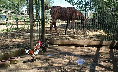 Can Barrera en Cornella del Terri (Girona) - Foto 5