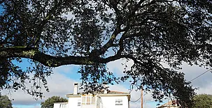 Villa Entre Encina 003