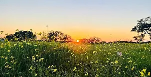 El Bosque de Ribera 0013