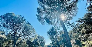 El Bosque de Ribera 0015