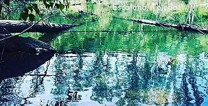 El Bosque de Ribera 0023