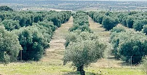 El Bosque de Ribera 0028