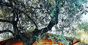 El Bosque de Ribera 0032