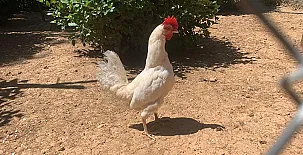 El Mirador del Cid 005