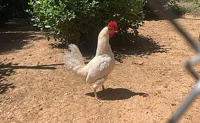 El Mirador del Cid en Mecerreyes (Burgos) - Foto 5