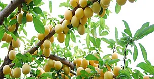 Cotijo La Dehesa del Pilar 0047