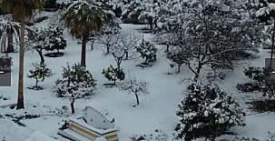 Cotijo La Dehesa del Pilar 0049