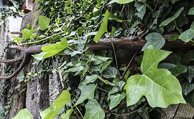 Casa Rural Villa Natura y Casa Irrico en Las Cuevas de Soria (Soria) - Foto 19