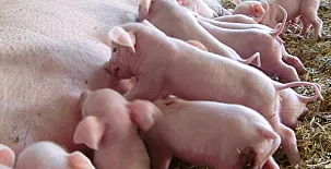 Cal Maso Turismo Rural 009