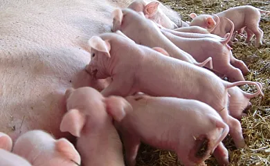 Cal Maso Turismo Rural en Hostafrancs (Lleida) - Foto 9