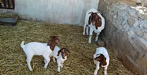 Cal Maso Turismo Rural 0010