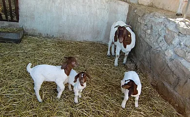 Cal Maso Turismo Rural en Hostafrancs (Lleida) - Foto 10