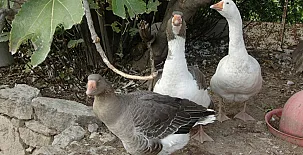 Cal Maso Turismo Rural 0014