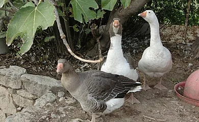 Cal Maso Turismo Rural en Hostafrancs (Lleida) - Foto 14