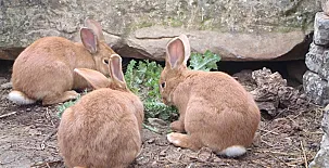 Cal Maso Turismo Rural 0015