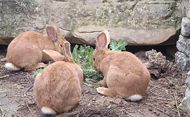 Cal Maso Turismo Rural en Hostafrancs (Lleida) - Foto 15