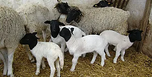 Cal Maso Turismo Rural 0016