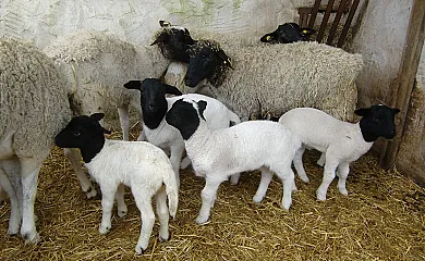 Cal Maso Turismo Rural en Hostafrancs (Lleida) - Foto 16