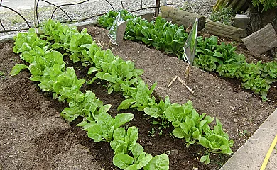 Cal Maso Turismo Rural en Hostafrancs (Lleida) - Foto 19