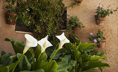 Casa Rural El Simarro en Vara De Rey (Cuenca) - Foto 20