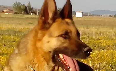 Los Campos en Padiernos (Ávila) - Foto 15