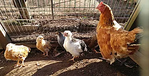 La Casona de Mariñas y La Casa de Oviedo 0021