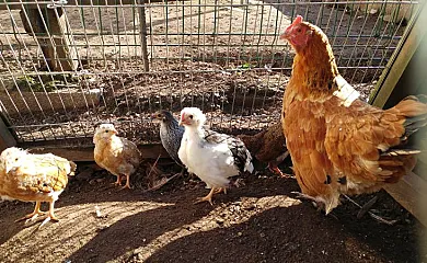 La Casona de Mariñas y La Casa de Oviedo en Las Regueras (Asturias) - Foto 21