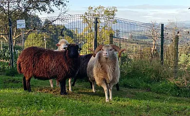 La Casona de Mariñas y La Casa de Oviedo en Las Regueras (Asturias) - Foto 24