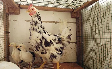 La Casona de Mariñas y La Casa de Oviedo en Las Regueras (Asturias) - Foto 25