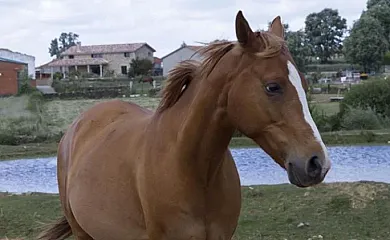 Casa Rural Spa Los Soles en Villasrubias (Salamanca) - Foto 4