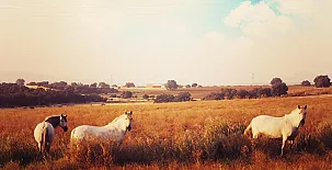 Complejo Rural Las Abiertas 003