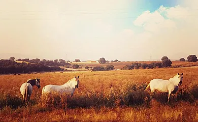 Complejo Rural Las Abiertas en San Bartolomé de las Abiertas (Toledo) - Foto 3