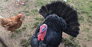 Casa Flotats I y II 004