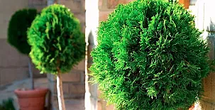 Casas Rurales los Cerezos 0022