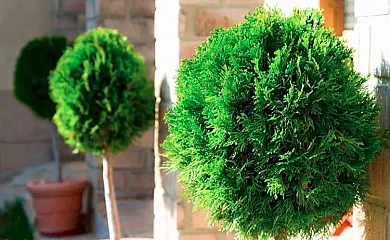 Casas Rurales los Cerezos en Ferez (Albacete) - Foto 22