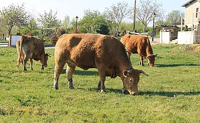 Casa Vieja en Maturana (Álava) - Foto 1