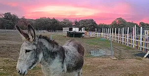 La granja de Vitoria 002