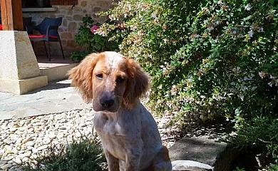 Arrigorri en Murgia (Álava) - Foto 3