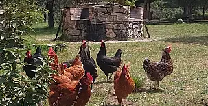 Cabañas  Llano de los Conejos 0087