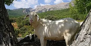 Cortijo Rural Rincón Cabero 002