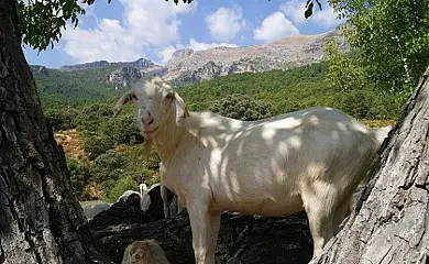Cortijo Rural Rincón Cabero en Arguellite (Albacete) - Foto 2