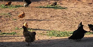 Casa Rural Los Nogales 002